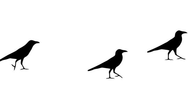 Walking crows, animation on the white background