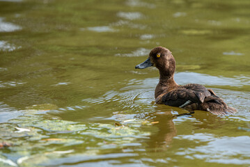 Brown duck in the water