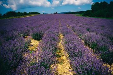 Fototapeta na wymiar long rows of blooming lavender in the field