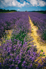 Naklejka premium long rows of lavender in the field
