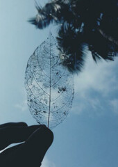 tree on sky