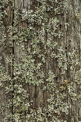 an old tree with lichen