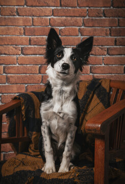Young border collie puppy sitting on a chair indoors