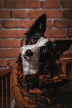Beautiful young border collie with a blanket on a wooden chair l