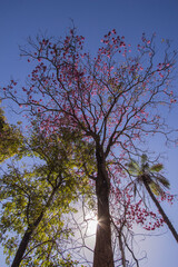 Pink Brazilian Savannah Flower
Very pink, this flower is common in brazilian savannah.