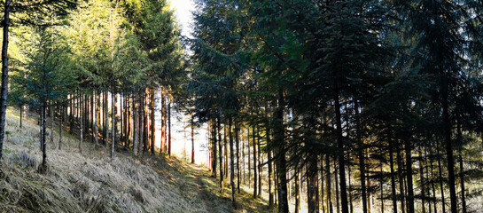 Sentier traversant forêt et sous-bois, une parcelle de jeunes sapins