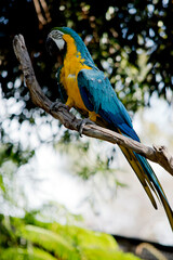 this is a side view of a blue and gold macaw