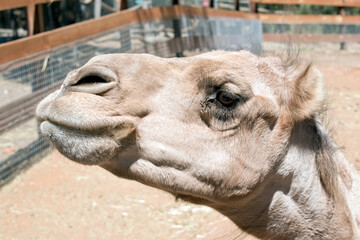 this is a side view of a camel