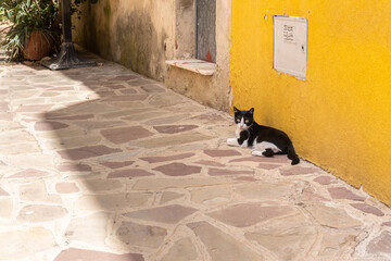 Nice black and white cat resting on the street