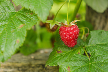 Close up of branch of ripe raspberries in a garden