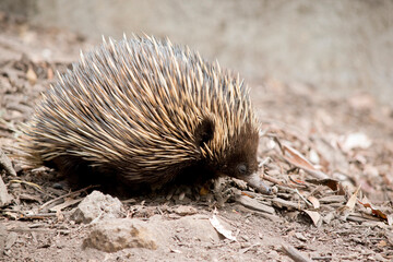 this is a side view of an echidna