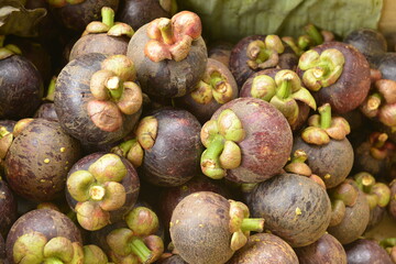 Queen of fruits. Fresh ripe mangosteen fruits in Thailand. 