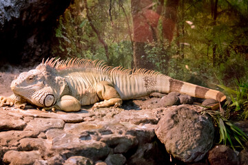 this is a side view of a green iguana