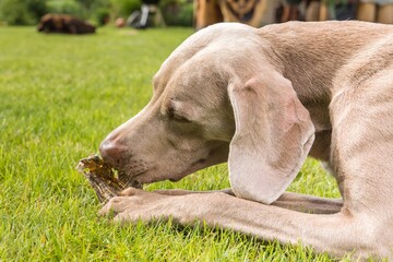 Weimaraner dog breed in an outdoor. Big dog on a green field eats a dried snack. Dog with bone...