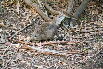 the long nosed potoroo is searching for food