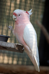 the major mitchell or pink cockatoo is perched on a stand © susan flashman