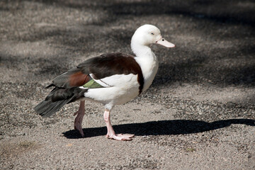 the radjah shelduck has a white head, pink bill and brown wings