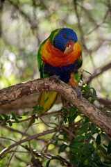the rainbow lorikeet is a colorful bird