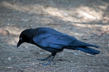 the Australian raven is a black bird