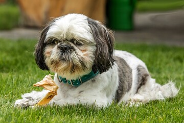 Shih Tzu  dog breed in an outdoor. Small dog on a green field eats a dried snack. Dog with bone chewing