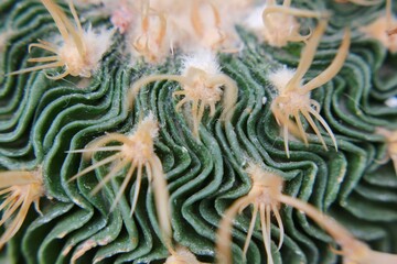 Fototapeta premium Closeup of a desert cactus 