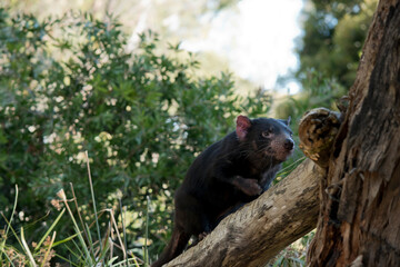 the Tasmanian devil is a black marsupial with brown eyes a sharp cutting teeth