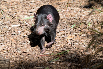 the Tasmanian devil is a black marsupial with brown eyes a sharp cutting teeth