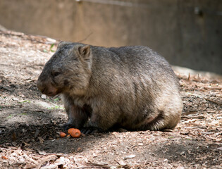 the wombat is having a carrot