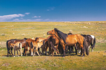 Obraz premium Herd of horses with foals on the vastness of the veldt against the background of a blue sky with clouds on a sunny day