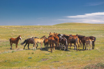 Fototapeta na wymiar Herd of horses with foals on the vastness of the veldt against the background of a blue sky with clouds on a sunny day