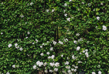 Background, the texture of a beautiful flowering bush with green leaves and white flowers.