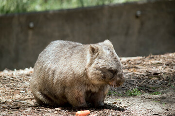 the wombat walks on a four legs just like a dog