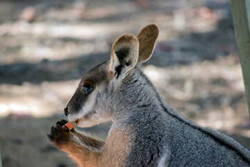 this is a close up of a yellow footed rock wallaby eating a carrot