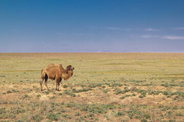 Lonely camel in the vastness of the veldt against the background of a blue sky with clouds on a sunny day