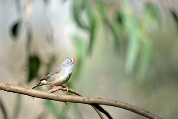 this is a female zebra finch