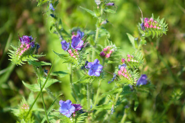 Viper's bugloss in bloom closeup view with green selective focus in background
