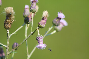 Creeping thistle with insects in bloom closeup view of it