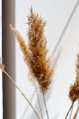 Beige reeds in vase standing on table. Minimal, styled concept for bloggers. Dry reed indoor in light pastel colors, reed layer, reed seeds