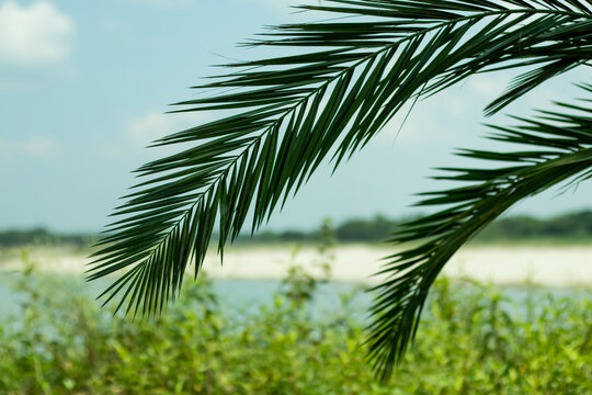 Date palm leaves hanging on the small Gorai river