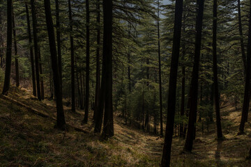 path in the woods