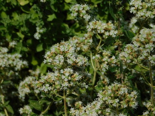 Oregano plant flowers, in a garden, in Attica, Greece