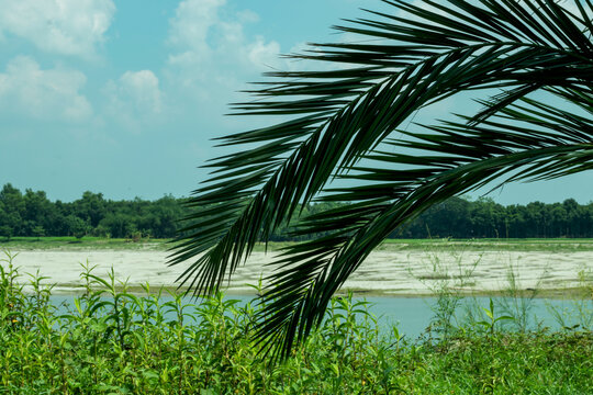 Date palm leaves hanging on the small Gorai river in the back and green around