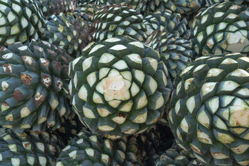 Los agaves que están arriba del camión están muy grandes.