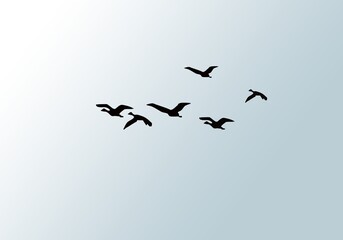 Flying birds silhouettes. Wallpaper, background design