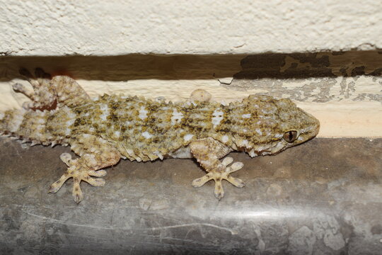 Moorish gecko, known also as Salamanquesa, crocodile gecko, European common gecko (Tarentola mauritanica) 