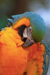 Perroquet © Jeanne