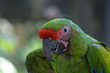 Perroquet