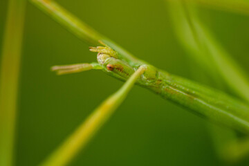 stick insect in very close-up