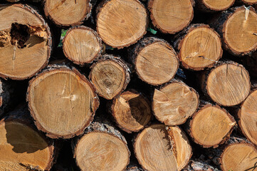 folded tree sections