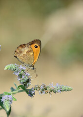 butterfly on a flower